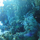 Lionfish