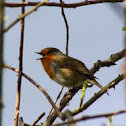 Robin