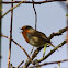 Robin