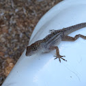 Brown anole
