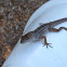 Brown anole