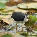 White-breasted Waterhen