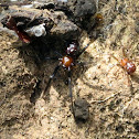 Spider