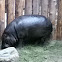 Pygmy hippo 