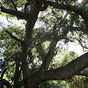 Oak Tree