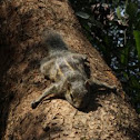 Palm Squirrel