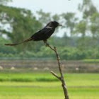 SushilBarai