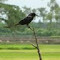 SushilBarai