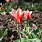 Tulip