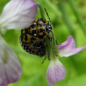 Harlequin cabagge bug