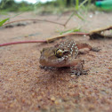 Termite Hill Gecko
