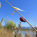 Ladybug