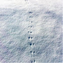 Mouse tracks