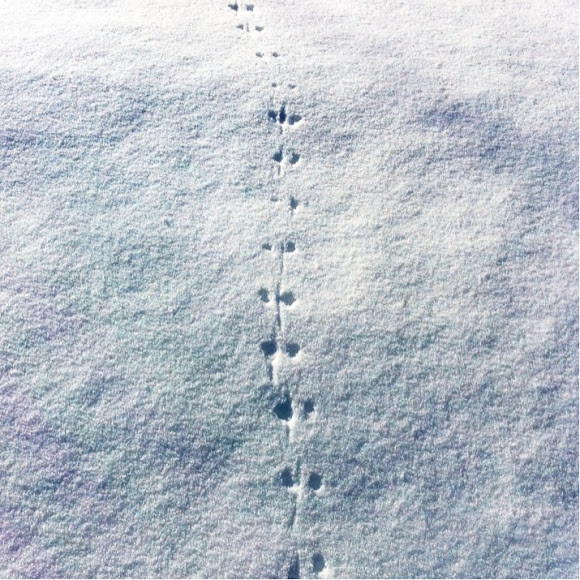 Mouse tracks Project Noah