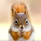 Red Squirrel