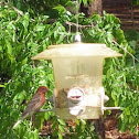 Purple Finch