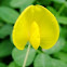 Arachis duranensis