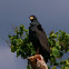 Common Black Hawk