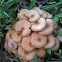 Hen of the woods mushroom