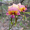 Purple Pansy Orchid