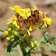 Silvery Checkerspot