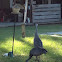 Sand Hill Cranes