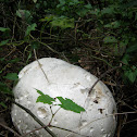 Calvatia gigantea