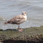 Sea gull