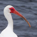White Ibis