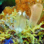 Type of Tunicate