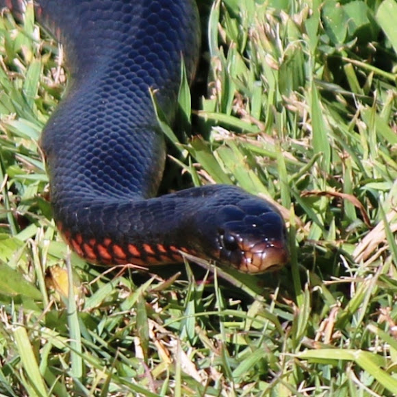 Spotting Image 1