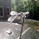 Great Blue Skimmer