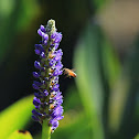 Pickerelweed