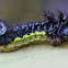 caterpillar
