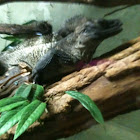 Philipines Sailfin Lizard