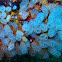 Blue bell tunicates