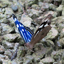 Blue Wave Butterfly