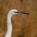 Garceta común (Little Egret)
