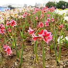 Barbados Lily