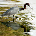 Little blue heron