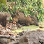 Indian Wild Boar