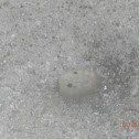 Acorn Weevil Damage