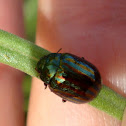 Rosemary Beetle / Ružmarinova zlatica