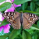 The lemon pansy