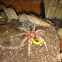Chilean rose tarantula