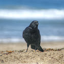 American Crow