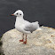 black-headed gull