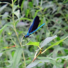 Ebony Jewelwing