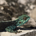 Southern Rock Agama