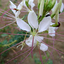 Spider planta